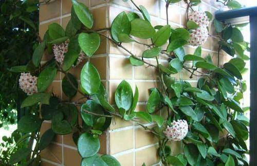 怎么养花枝 993b0315105249a7865279670f28d79c.jpeg