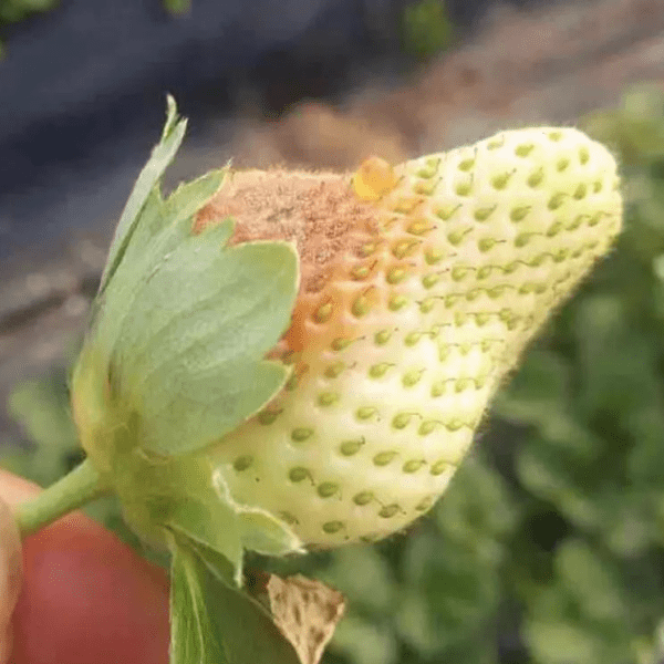 草莓種植常見病害及防治