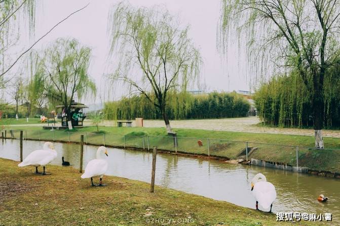 南京郊区藏着一片郁金香花海，人少花美不收门票，还能看到火烈鸟