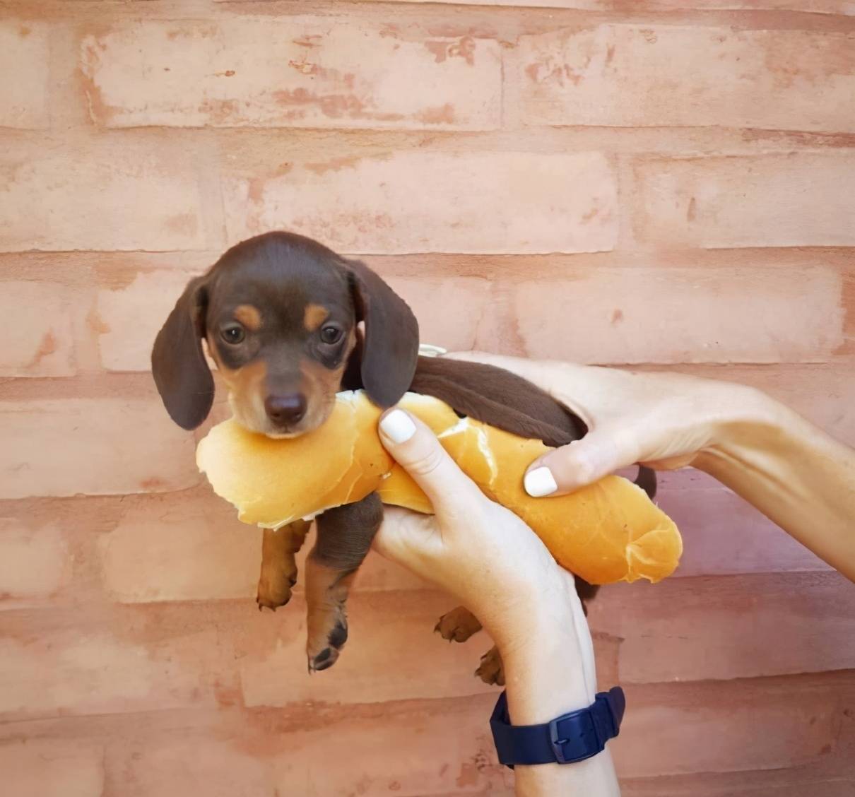 别看人家腿短,腊肠犬可是猎犬,非常灵活,奔跑速度也快,能捕捉獾,老鼠