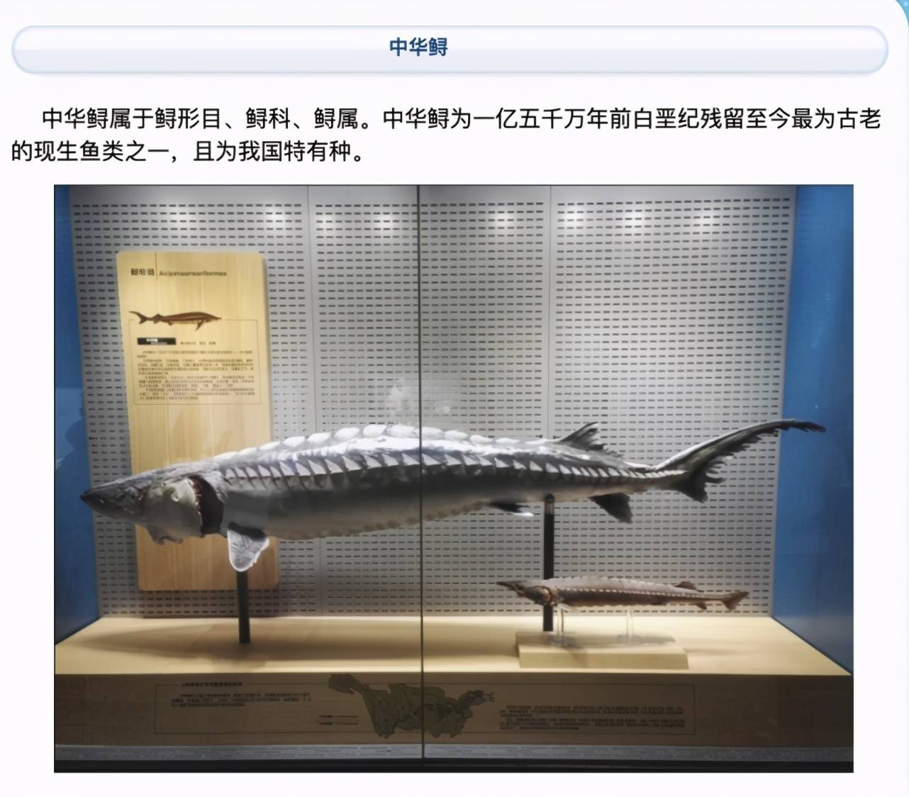 痛心!"中华鲟"遭捕杀,嫌疑人被抓时正在烹煮