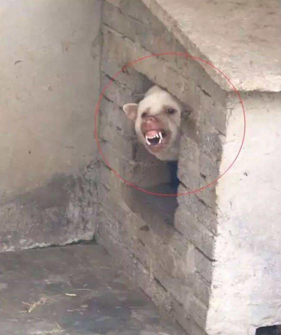 朋友家的猛犬好嚇人，細看後樂了，這不是哮天犬和八戒的後代嗎？ 萌趣萌寵 第2张