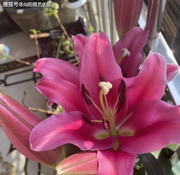 清明节种百合 50天就开花 盆栽地栽都可以 开花以后做切花 种植