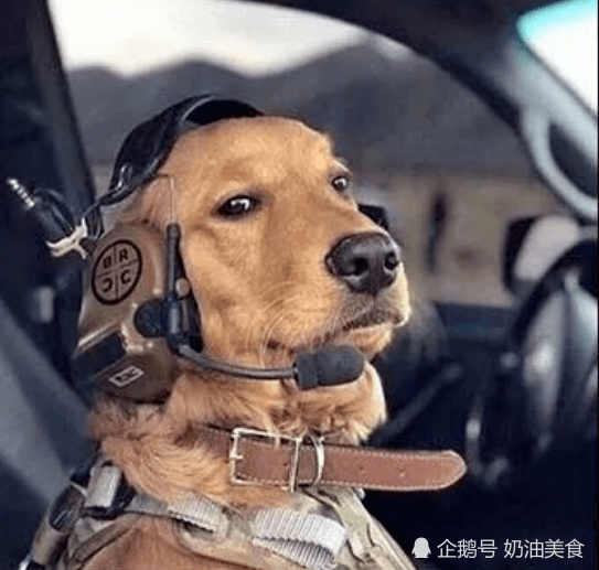 搞笑段子 一天 熊给狗出了一道脑筋急转弯 见狗不能回答上来 奶油