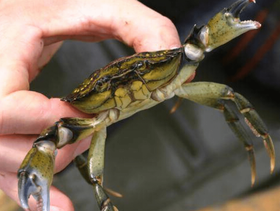 又是美国欧洲绿蟹进入美国1年繁殖近30万只真的吃不完啊