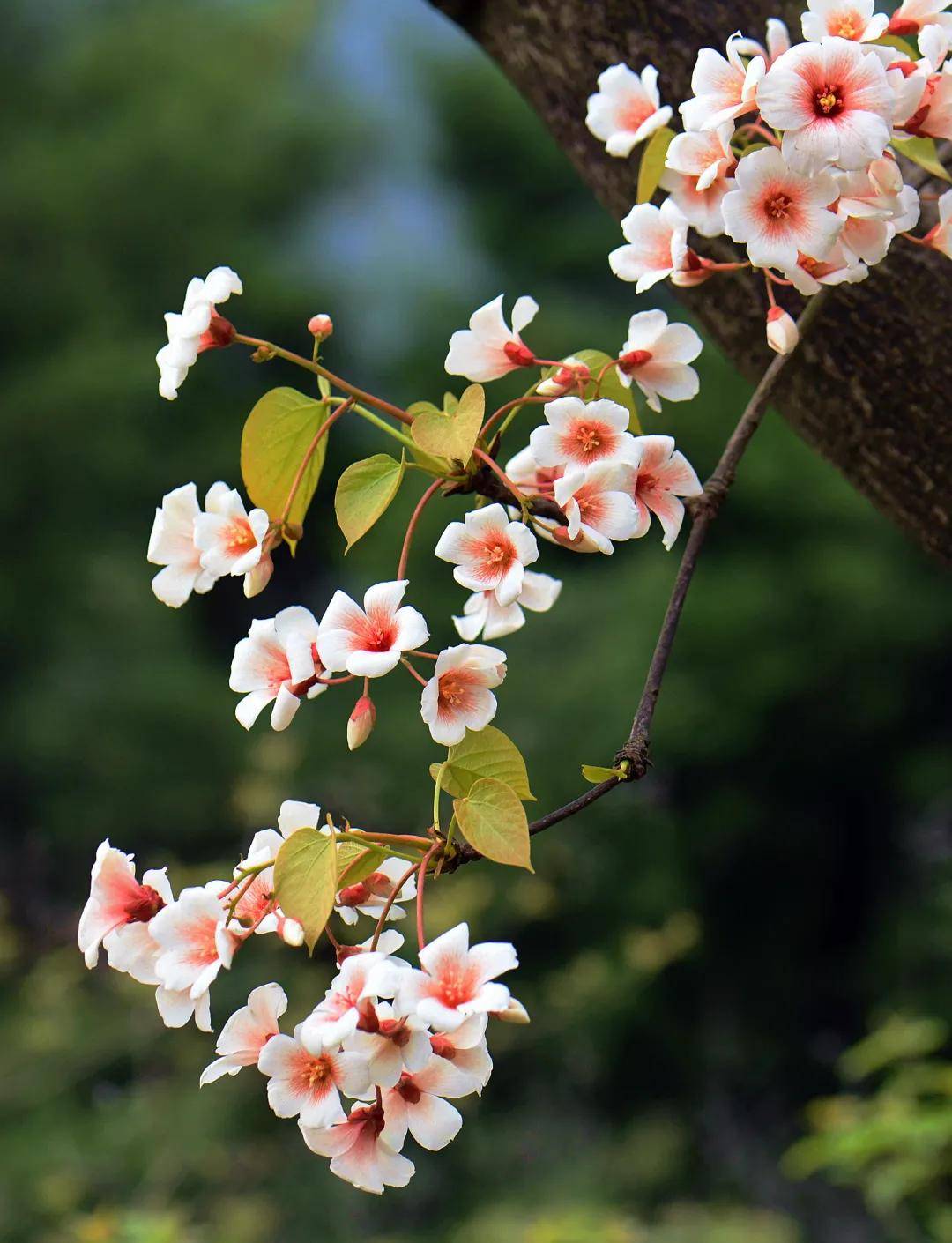 金堂：如诗如画油桐花，恰似冬雪满山头_街道