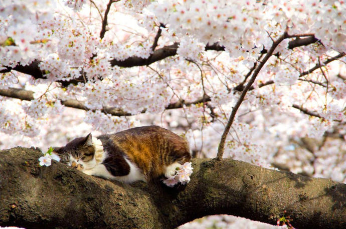喵星人赏樱花睡在树枝上，醒来后一脸懵，这姿势是认真的吗？