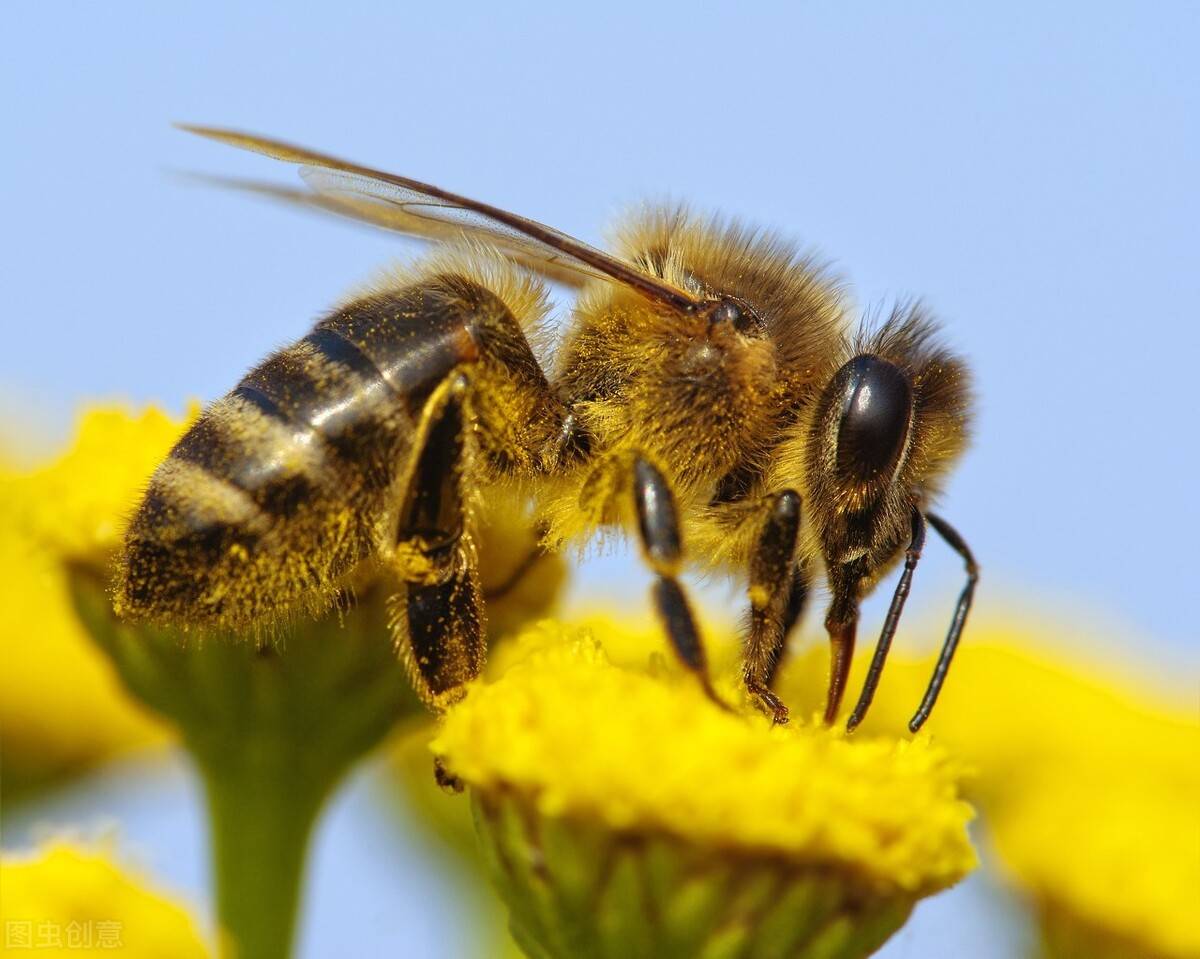 怎么样让蜜蜂离巢 蜜蜂侦查蜂离巢远吗
