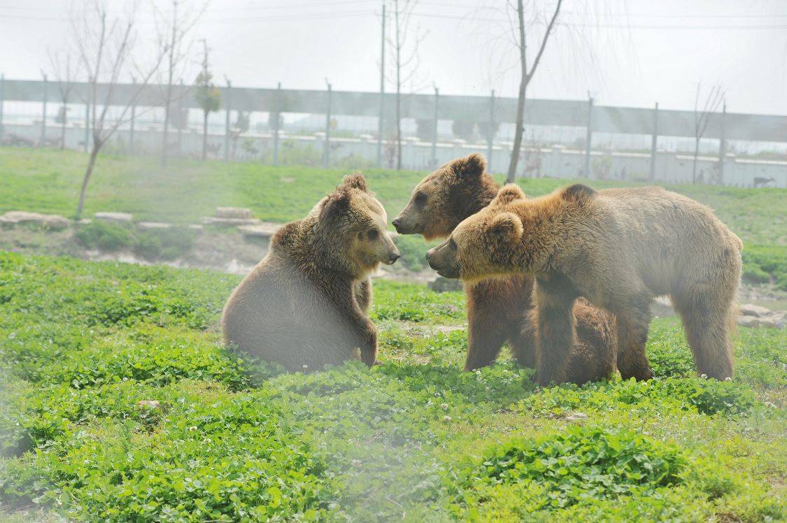 到临泉魔幻动物园来一场春天的约惠零距离接触猛兽体验惊险奇观