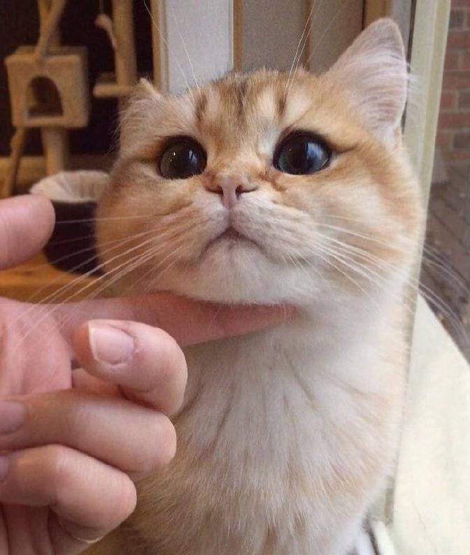 原创天生自带眼线的猫咪真是太妩媚了喜欢的话就抱走吧