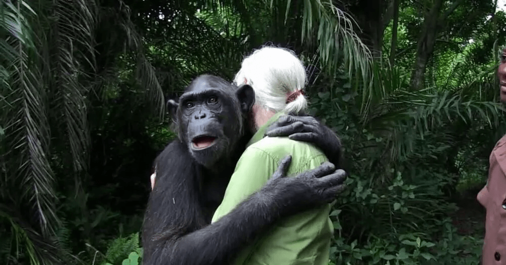 猩猩和美女许多年未见，再次重逢时出现这一幕，网友：太感动！