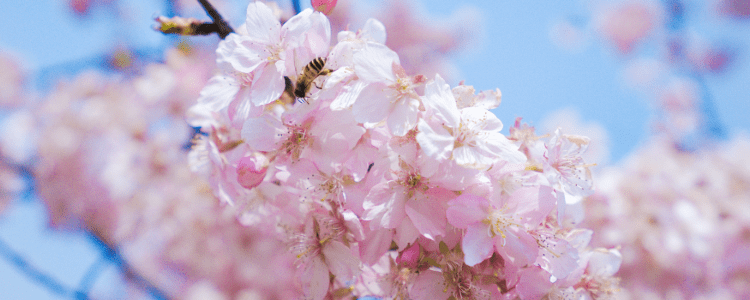 春暖花开，一起来杭州周边进行一场“赏花之旅”吧！