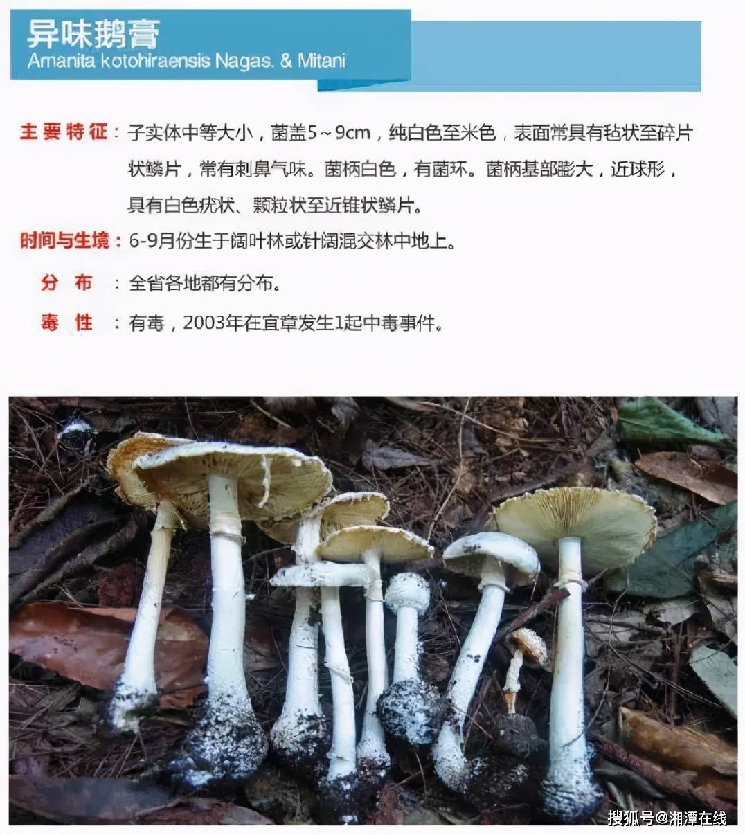 湘潭人警惕,这东西碰不得!