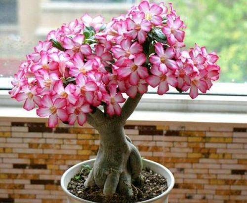 什么花在家里养有香味 4b13224c09df4aaf8b0bb359b1d20e9c.jpeg