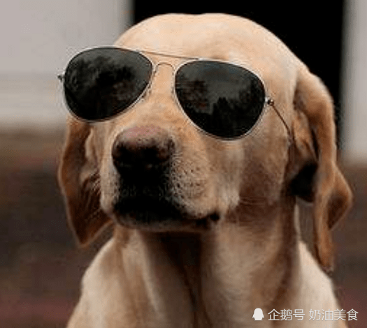 怎样才能逗狗 814c664bb5c54d3dba19c3fa2667069d.png