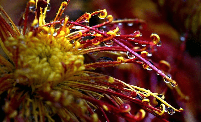 东篱把酒黄昏后 有暗香盈袖 一组图片了解 花中隐士 菊花文化 我国