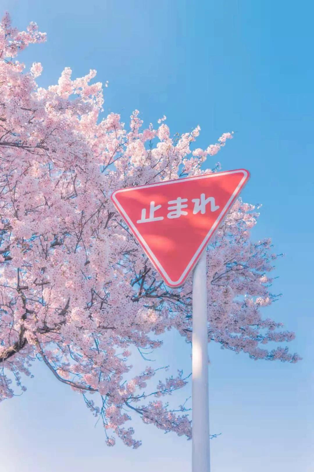日本今年的樱花，只能神游养眼了！