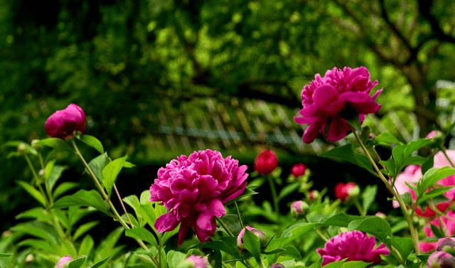 被誉为花仙 花相 有女科之花 五月花神之称的 殿春 芍药 牡丹