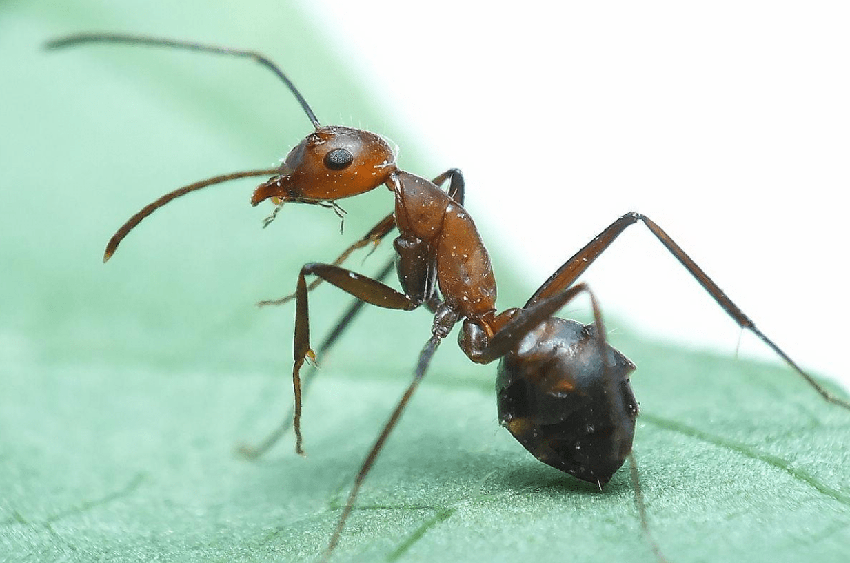 12省435个县市区 红火蚁在我国 扎根 蔓延 它有多恐怖 生物