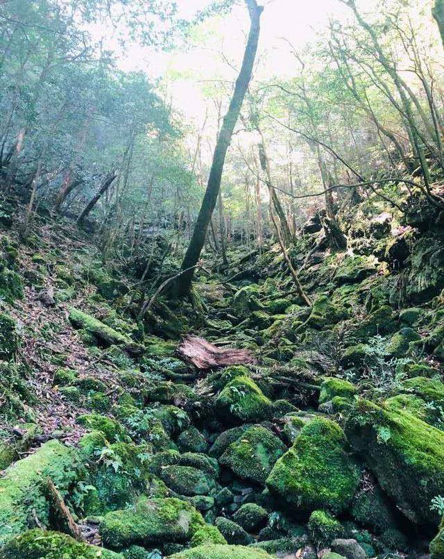 日本超小众旅游胜地：原始森林里的徒步天堂，黄渤和宫崎骏都爱它