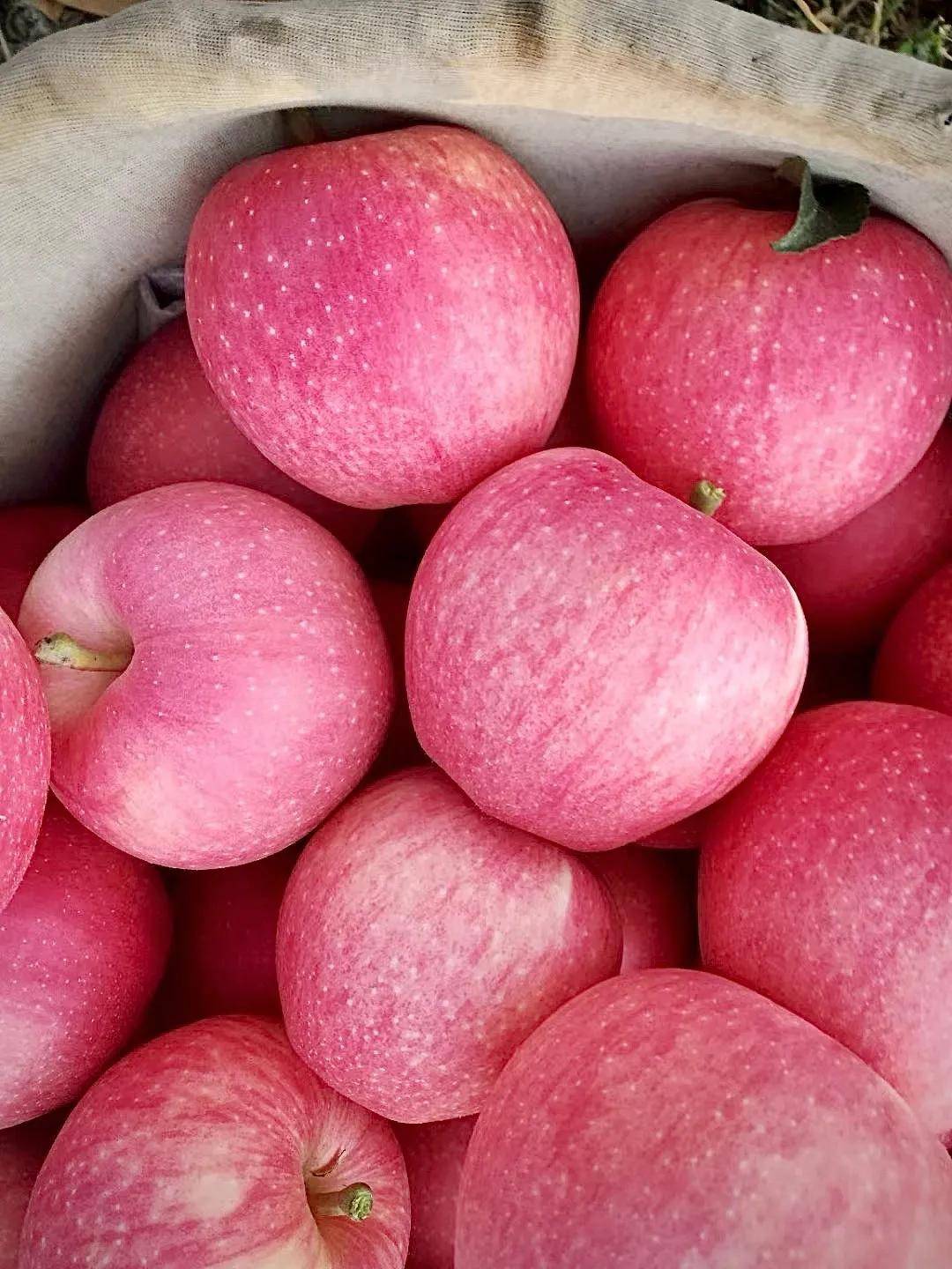 来自君王避暑圣地的宜君苹果你吃过吗