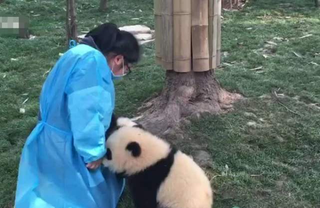 熊猫在日本太嚣张，竟成了动物园里的小霸王，碰到美女就求抱抱！