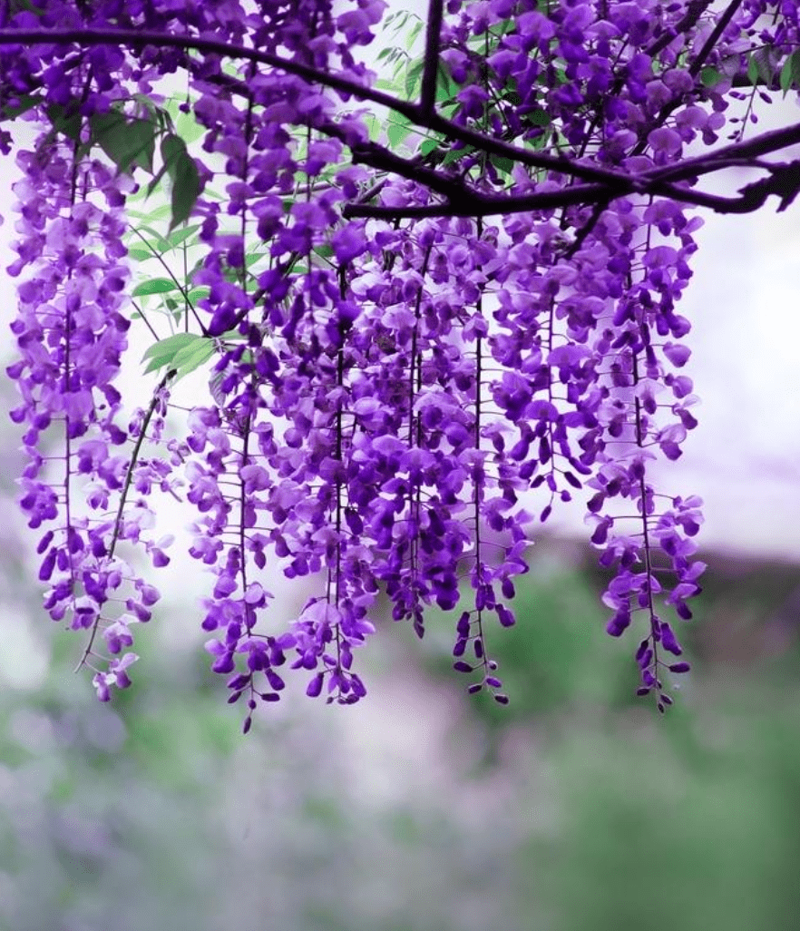诗词鉴赏一庭闲煞紫藤花古诗词里的紫藤花为春色增添别样的美