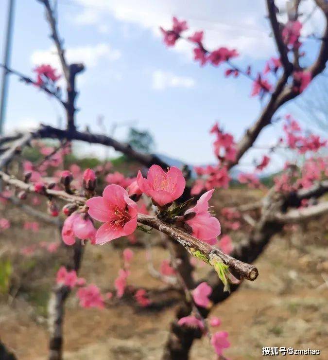 无锡阳山桃花节2021图片