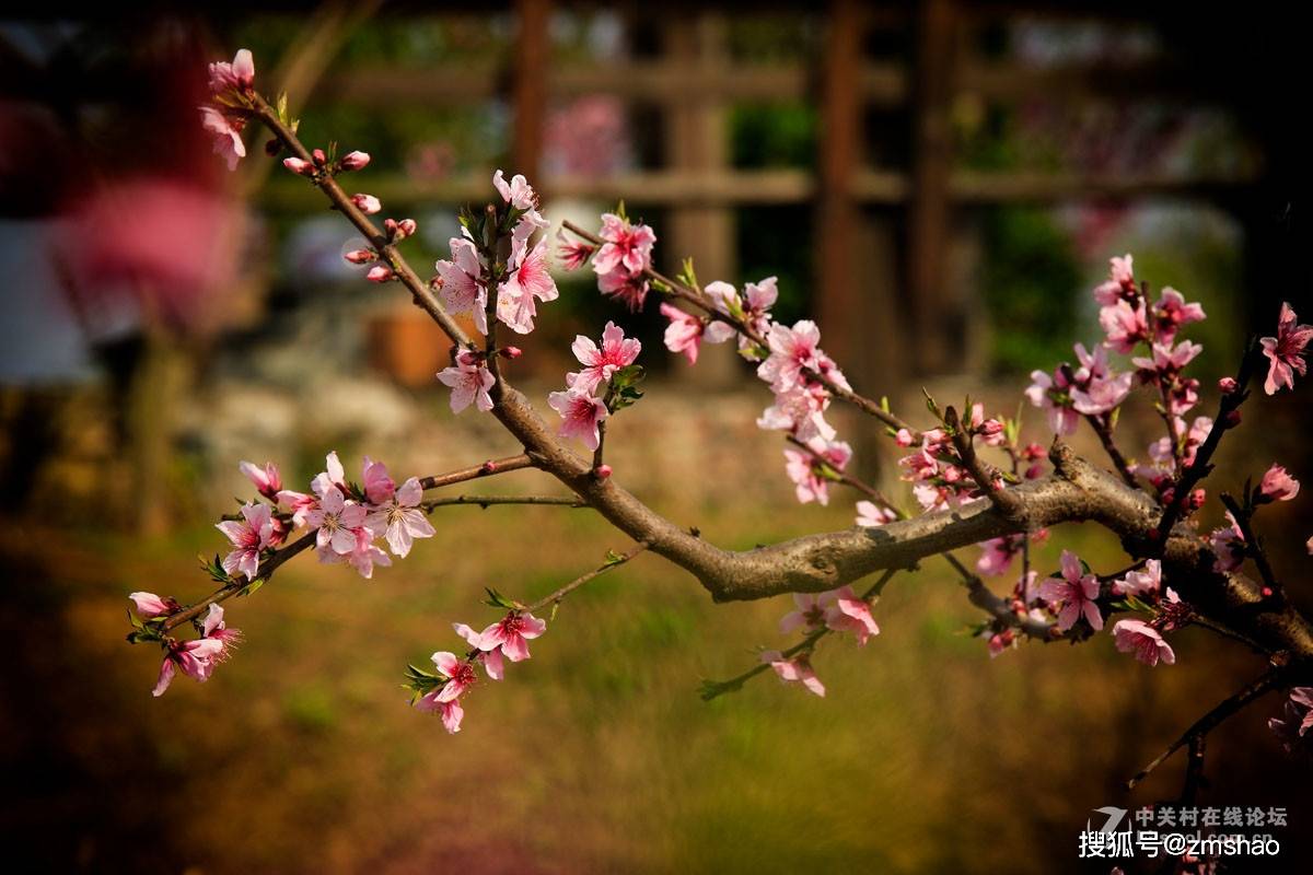 无锡阳山桃花节2021图片