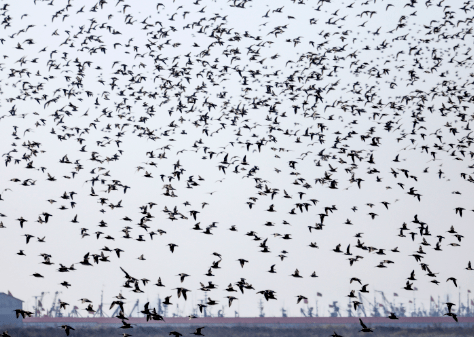 鸭绿江畔今年第一波震撼大片：密密麻麻春鸟来，遮天蔽日