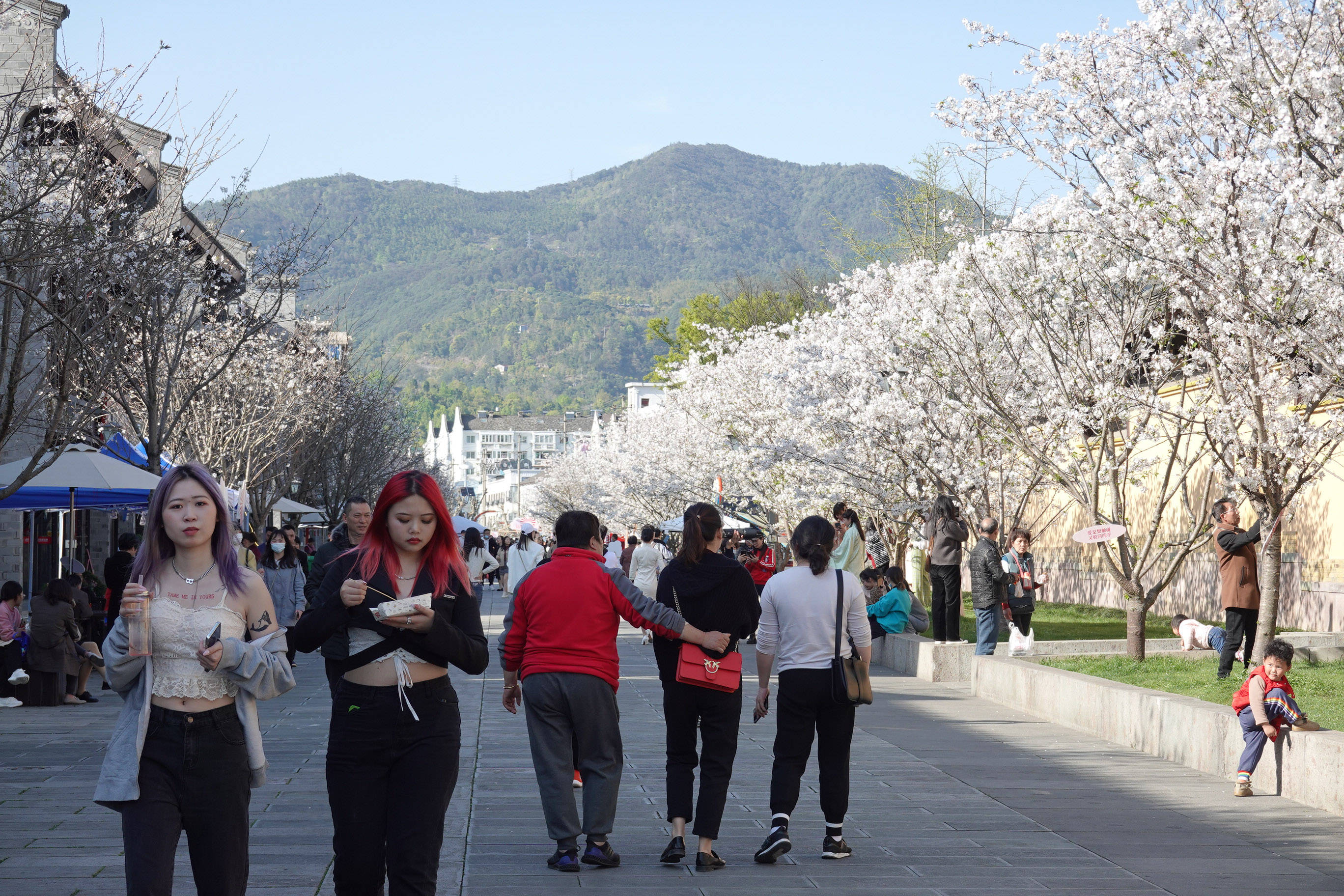 春天赏花好去处，台州府城樱花盛开，文创市集超好逛