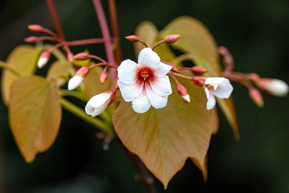 自然丨最美人间四月天龙泉山桐子花开了