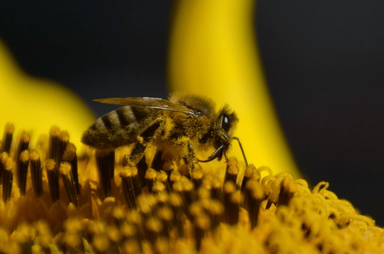 小蜜蜂课堂 有人食用蜂花粉为何有胃不适感觉 反应