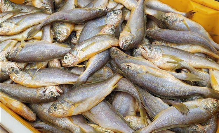 如何挑选鱼技巧 2e5f2c40800049d381e94c16942f16c5.jpeg