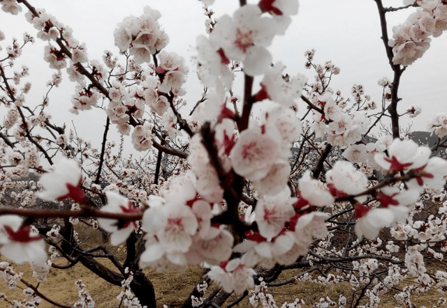 山东又一“赏花宝地”来袭，21000亩杏花盛开，清明赏花绝佳去处