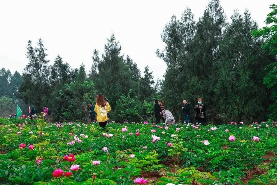 花开绵阳丨绽放的芍药，约你在三台不见不散~