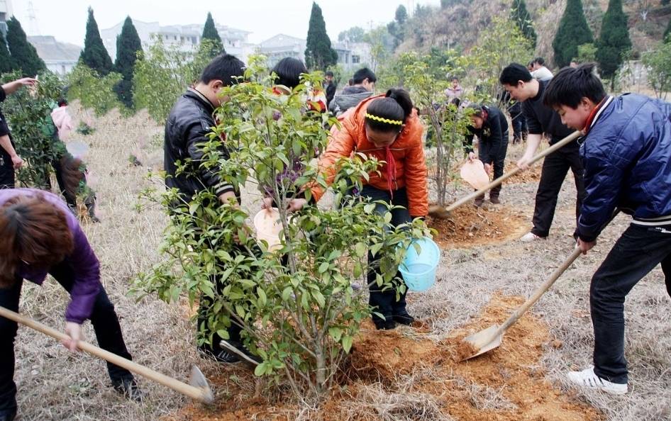 原创在农村奇怪现象有田种树有房不住这是怎么回事呢