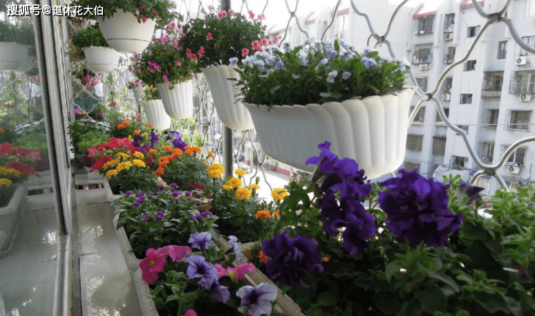 盆栽花卉养殖注意事项 73d4f147921d47bdb72222357746d772.png