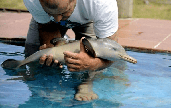 海豚为什么喜欢人类