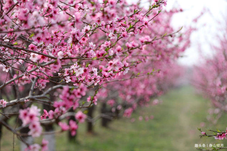 桃花盛开的地方原创 a4156a888b2a4b4cb83ab6fe77649c17.jpeg