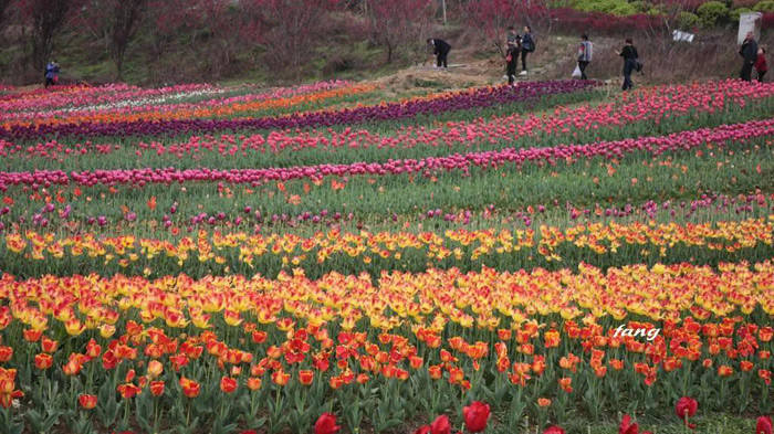 黔南春季赏花地图“曝光”，周末一起去踏青呀！