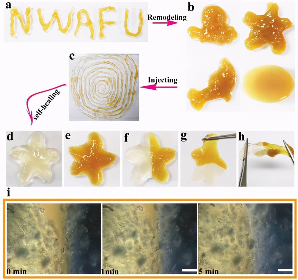示意图1 a)制备gel‐da/gg@ag水凝胶的示意图和机理.