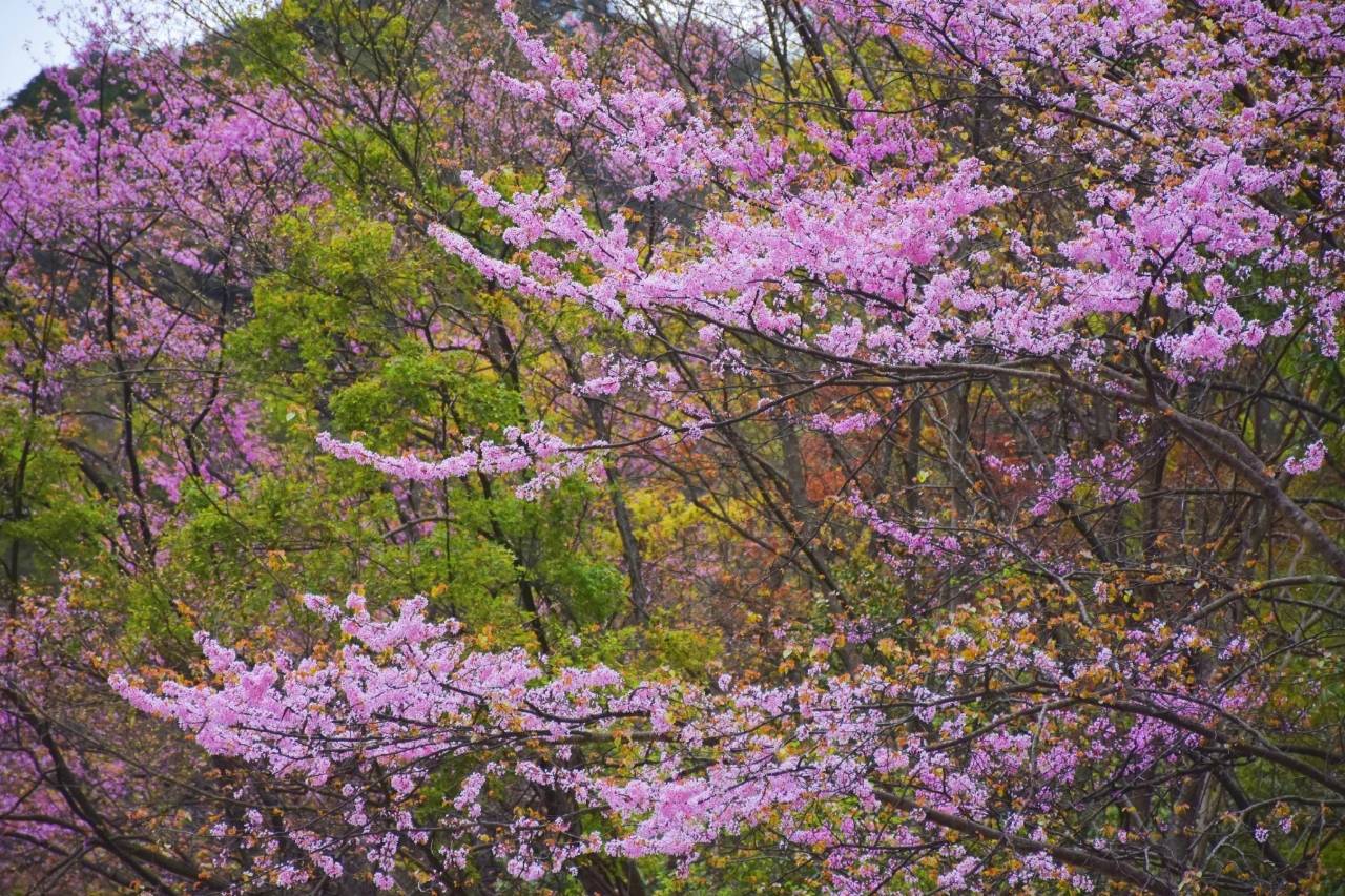 欢迎走进美丽青川唐家河、人间四月芳菲尽，紫荆花开迎客来、
