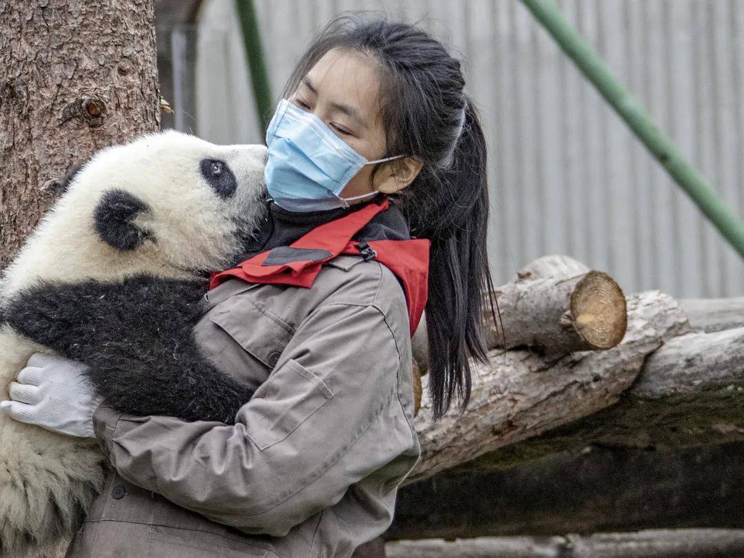 大熊貓從國家至寶到世界寵兒