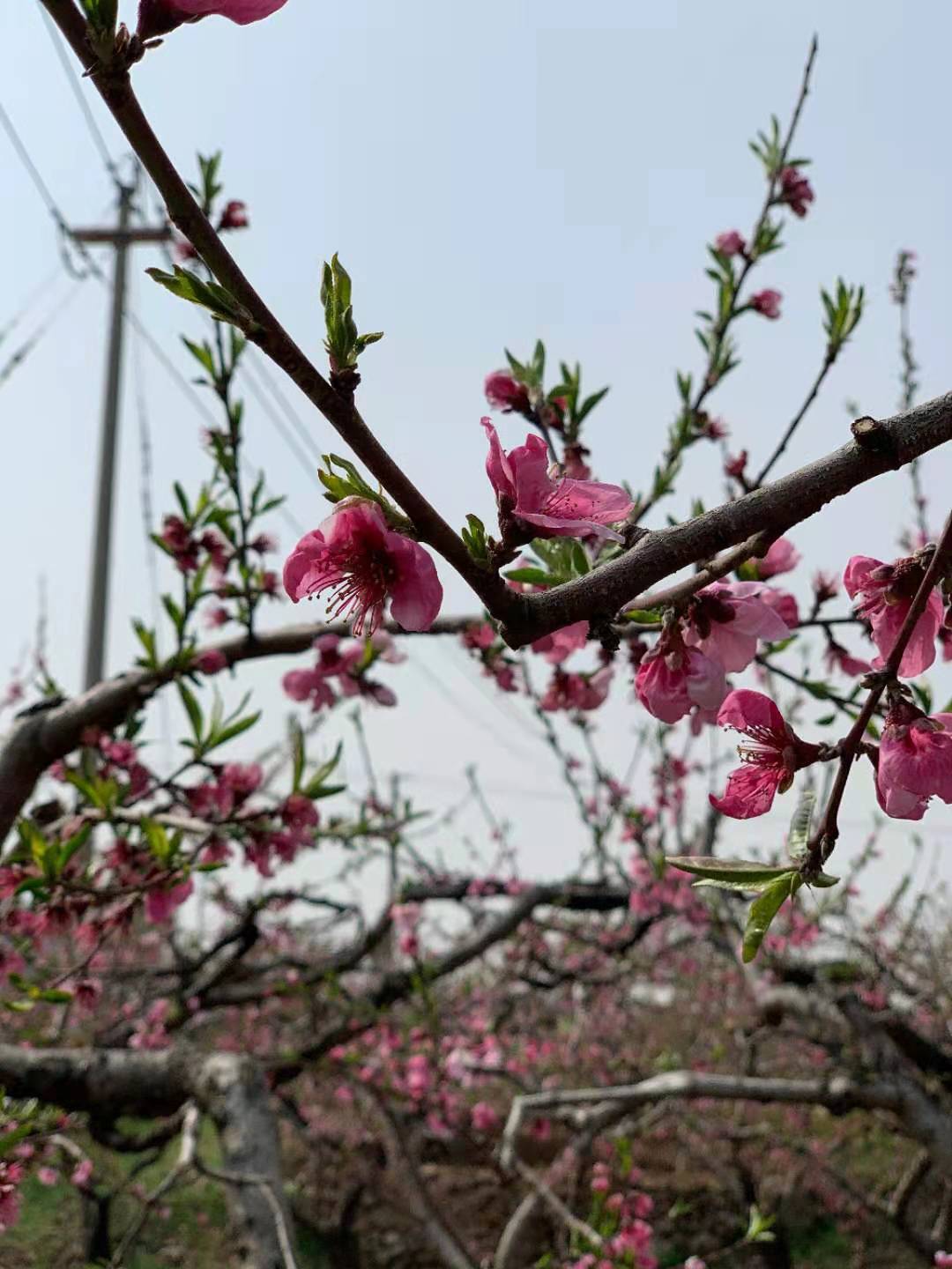 21年清明节放假几天 又为什么清明节要扫墓郊游植树呢 时期