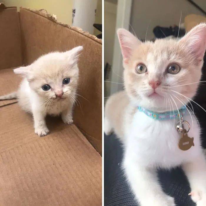 猫猫成长对比照也是相当有看头,这不仅是体型,连气质都大变样了_猫咪