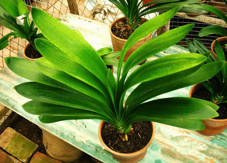 室内摆放这 3样 盆栽 别人见了都会夸 真优雅 君子兰