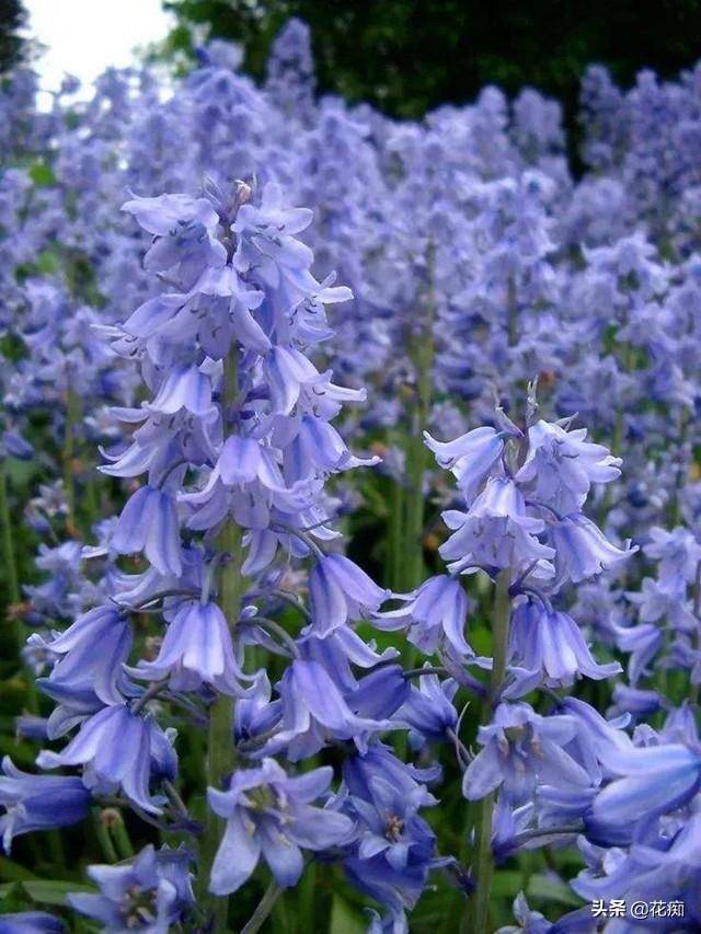 秋天种几棵蓝铃花 春天蓝紫色花朵开满枝 特别漂亮 种植