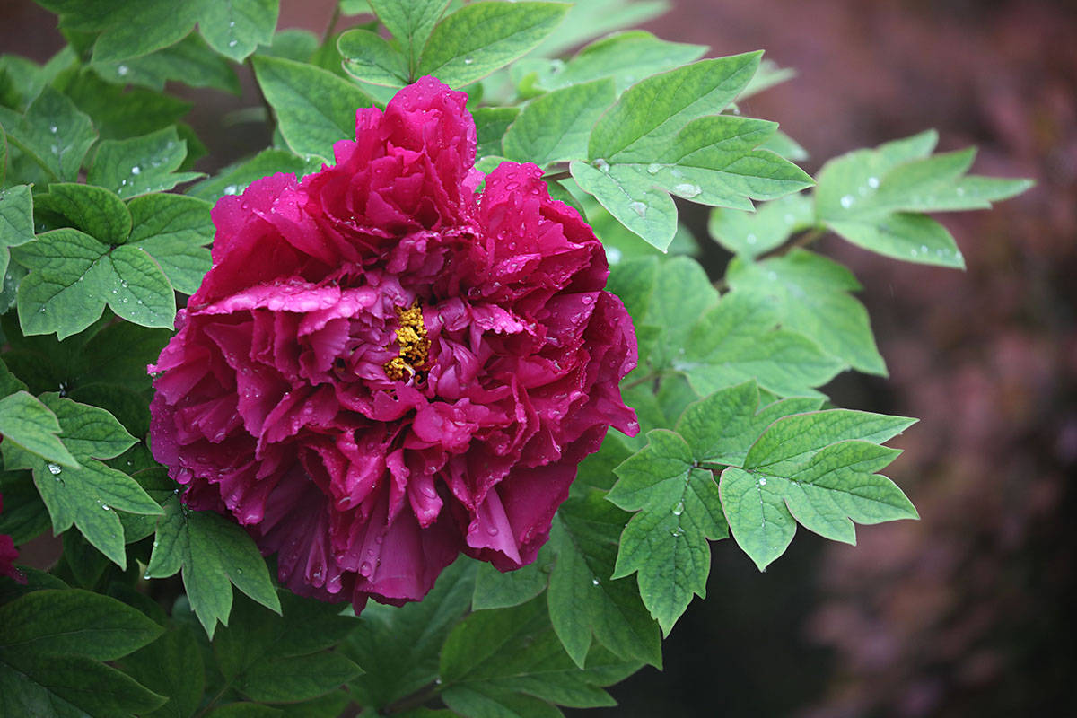 老院中的焦骨牡丹——雨中洛阳红