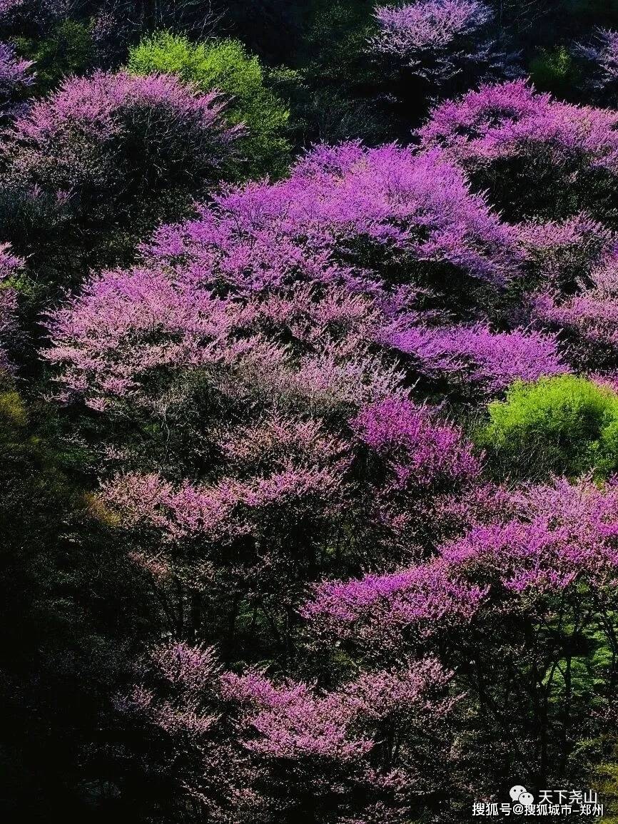 春漾尧山 紫荆花开，等你在紫色的梦里